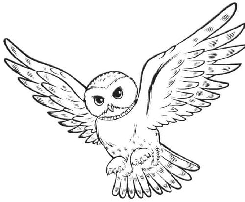 Harry Potter & Hedwig Sketch | All Drawing | Drawing | Pixoto